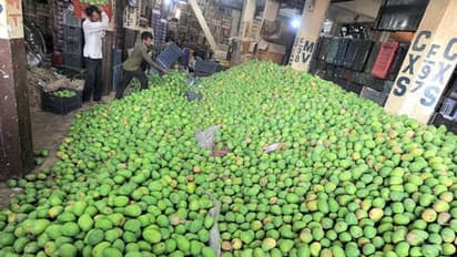 ಚನ್ನಪಟ್ಟಣ ಎಪಿಎಂಸಿಯಲ್ಲಿ ಮಾವು ವಹಿವಾಟು ತೀವ್ರ ಕುಸಿತ!