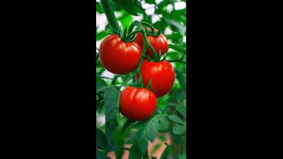 ಸಾಗಾಣಿಕೆ ಸಮಸ್ಯೆ: ದಿಢೀರ್ ಟೊಮೆಟೋ ದರ ಕುಸಿತ