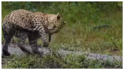 'പുലി പിടിച്ച പുലിവാല്'; ഇരയാണെന്ന് കരുതി സ്വന്തം വാലില്‍ കടിച്ച പുലിയുടെ വീഡിയോ വൈറല്‍ 