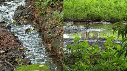 ജനവാസ മേഖലയിൽ കെട്ടിക്കിടക്കുന്നത് ആശുപത്രിയിലെ മലിനജലം, കൂട്ടിന് ആഫ്രിക്കൻ ഒച്ചും, വലഞ്ഞ് നാട്ടുകാർ 