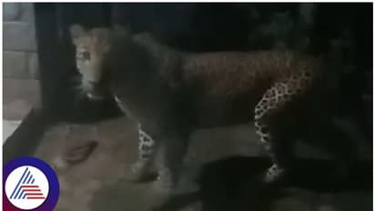 ಮನೆ ಬಾಗಿಲಿಗೆ ಬಂದ ಚಿರತೆಯನ್ನು ಬೀದಿ ನಾಯಿಯಂತೆ ಓಡಿಸಿದ ಮಹಿಳೆ