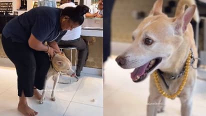 2.5 ലക്ഷത്തിന്റെ സ്വർണ്ണമാല, നായയ്‍ക്ക് ഉടമ സമ്മാനിച്ച പിറന്നാൾ സമ്മാനം കണ്ട് ഞെട്ടി നെറ്റിസൺസ്