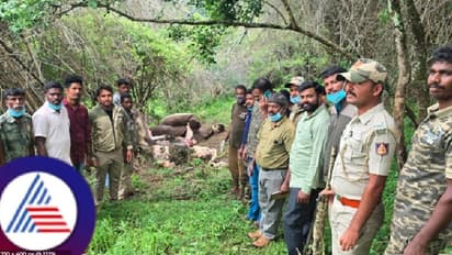 ರಾಜ್ಯದಲ್ಲಿ ಮುಂದುವರಿದ ಕಾಡಾನೆ ಸಾವು; ಬಿಳಿಗಿರಿ ಟೈಗರ್ ರಿಸರ್ವ್ ಫಾರೆಸ್ಟ್‌ನಲ್ಲಿ ಬೃಹತ್ ಹೆಣ್ಣಾನೆ ಕಳೇಬರ ಪತ್ತೆ!