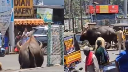 ഒരു കാട്ടുപോത്തല്ലേ ആ വരുന്നത്, പേടിക്കേണ്ട കക്ഷി കൂളാണെന്ന് നാട്ടുകാര്; കൂനൂര് നഗരത്തില് നിന്നുള്ള വീഡിയോ