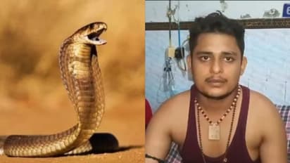 എവിടെപ്പോയാലും പാമ്പുകൾ പിന്നാലെ, ഒന്നര മാസത്തിനിടെ കടിയേറ്റത് ആറുതവണ, എന്നിട്ടും വികാസ് ജീവിതത്തിലേക്ക്