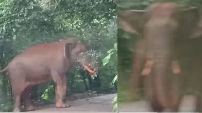 അതിരപ്പിള്ളി മലക്കപ്പാറ റോഡിൽ ആംബുലൻസിന് നേരെ ചീറിയടുത്ത് കബാലി