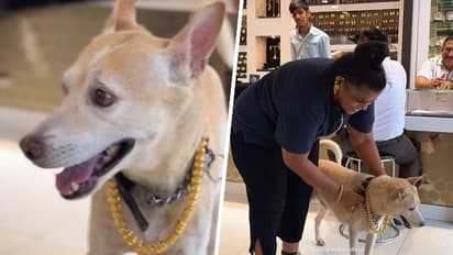 Mumbai: Woman spends Rs 2.5 lakh on gold chain for dog, netizens react; video goes viral (WATCH)