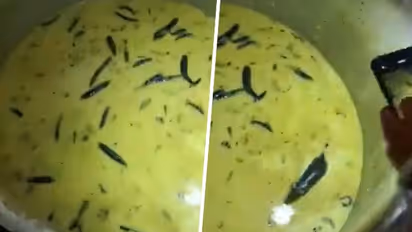 Hyderabad SHOCKER! Students find rat swimming in chutney served at university mess, netizens react (WATCH)
