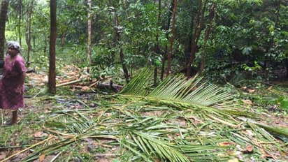 രാത്രി ഇറങ്ങുന്ന കാട്ടാനകൾ , വ്യാപകമായി കൃഷികൾ നശിപ്പിച്ച് മടക്കം, ആശങ്കയിൽ കോഴിക്കോട് പുതുപ്പാടി നിവാസികൾ