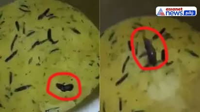 Watch : ஹைதரபாத் மெஸ், சட்னி அண்டாவில் விழுந்து நீச்சலடித்த எலி! Viral Video!