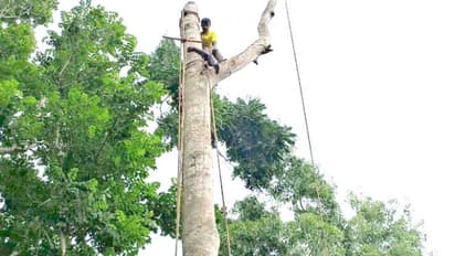 മരം മുറിക്കുന്നതിനിടെ മരത്തിന് മുകളിൽ കുടുങ്ങി; താഴെയിറങ്ങാനാവാതെ വന്നപ്പോൾ രക്ഷകരായി അഗ്നി രക്ഷാസേന