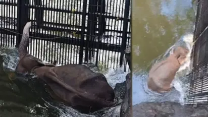 മുല്ലപ്പെരിയാറിൽ നിന്നുള്ള കനാലിൽ പതിവ് നീന്തലിനെത്തി, ഒഴുക്കിൽ കുടുങ്ങി, ഷട്ടർ അടച്ചതോടെ നീന്തിക്കയറി കാട്ടാന