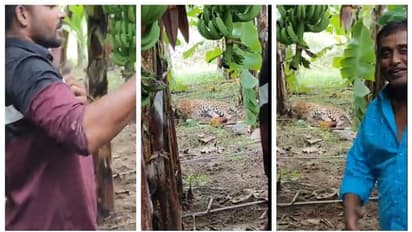 'പെട്ടെന്ന് വാ..'; വാഴത്തോപ്പിൽ കിടന്ന പുലിക്കൊപ്പം സെൽഫി എടുക്കുന്ന നാട്ടുകാരുടെ വീഡിയോ വൈറൽ