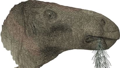 125 மில்லியன் ஆண்டுகள் பழமையான மிகப்பெரிய டைனோசர் புதைபடிவ எச்சங்கள் கண்டுபிடிப்பு!