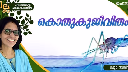 Malayalam Short Story : കൊതുകുജീവിതം, സുമ രാജീവ് എഴുതിയ ചെറുകഥ