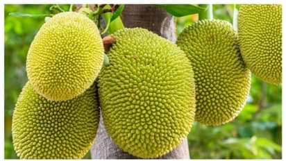 ചക്ക കഴിച്ചാൽ ലഭിക്കുന്ന ആരോഗ്യഗുണങ്ങൾ