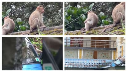 ചങ്ങാതി നല്ലതാണ്, കണ്ണാടി വേണ്ട: കണ്ണിൽക്കാണുന്ന സർവ കണ്ണാടിയും തല്ലിപ്പൊട്ടിച്ച് കുരങ്ങൻമാർ; വലഞ്ഞ് നാട്ടുകാർ