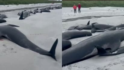 77 തിമിംഗലങ്ങൾ കൂട്ടമായി കരയ്ക്കടിഞ്ഞ് ചത്തു; ഇത്രയധികം തിമിംഗലങ്ങളുടെ കൂട്ടമരണം പതിറ്റാണ്ടുകൾക്കിടയിൽ ഇതാദ്യം