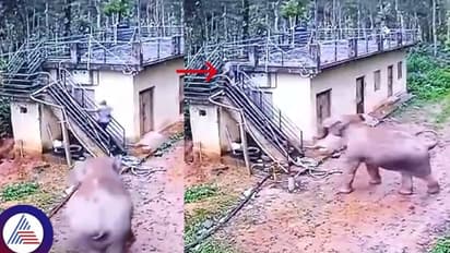 ಹುಲಿಯಂತೆ ಬೇಟೆಗಾಗಿ ಕಾದು ಕುಳಿತ ಮದಗಜ; ಕಾಫಿ ತೋಟಕ್ಕೆ ಹೋದವನ ಮೇಲೆ ಒಂಟಿ ಸಲಗ ಡೆಡ್ಲಿ ಅಟ್ಯಾಕ್