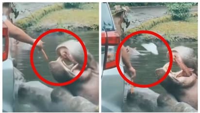 ഹിപ്പോയുടെ വായിലേക്ക് പ്ലാസ്റ്റിക് ബാഗ് എറിഞ്ഞ് സന്ദർശകൻ; തെമ്മാടിത്തരം കാണിക്കരുതെന്ന് സോഷ്യൽ മീഡിയ