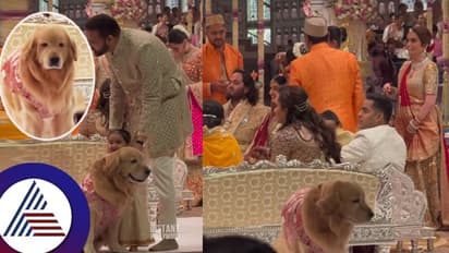 ಅನಂತ್​ ಅಂಬಾನಿ ಮದ್ವೆಯಲ್ಲಿ ರೇಷ್ಮೆಯಲ್ಲಿ ಮಿಂಚಿದ ಶ್ವಾನ 'ಹ್ಯಾಪ್ಪಿ': ಯಾರಿದು ವಿಶೇಷ ಅತಿಥಿ? 