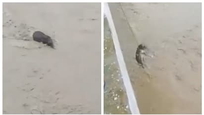 അസമില് പ്രളയജലത്തില്പ്പെട്ടു പോയ ആനക്കുട്ടിയെ രക്ഷിക്കുന്ന വീഡിയോ വൈറല്