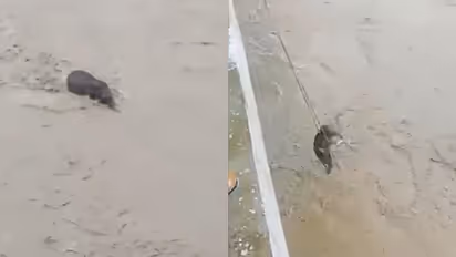 Watch Viral Video: Assam Forest Officials Save Elephant Calf Stuck in Flooded River