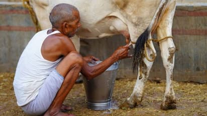 अब पशुपालकों की इनकम होगी डबल- UP में योगी गर्वनमेंट अगस्त में लांच करने जा रही ये खास स्कीम-जाने डिटेल