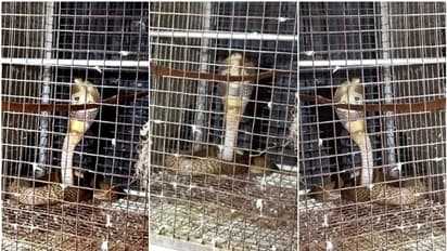 കിളികൾക്ക് തീറ്റ കൊടുക്കാനെത്തി, കൂട്ടിനുള്ളിലെ അതിഥിയെ കണ്ട് ജോർജ് ഞെട്ടി; പത്തി വിരിച്ച് ഒരു മൂർഖൻ പാമ്പ്!