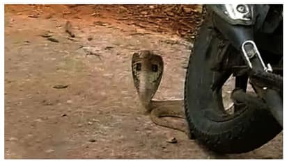 ಹಾಸನ: ಮಲಗಿದ ವೇಳೆ ಕಚ್ಚಿದ ನಾಗರ ಹಾವು, ಆಟೋ ಚಾಲಕನ ಸಾವು