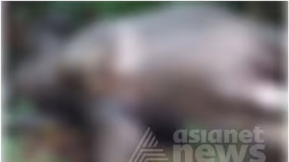 ദുർഗന്ധം വമിച്ചു, പ്രദേശവാസികളും വീട്ടുകാരും നടത്തിയ പരിശോധനയിൽ കണ്ടെത്തിയത് കാട്ടാനയുടെ ജഡം