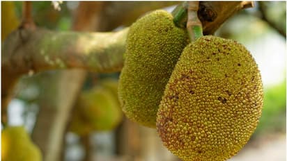 ചക്കയിടാൻ പ്ലാവിൽ ഏണി ചാരുന്നതിനിടെ ചക്ക തലയിൽ വീണു, ആശുപത്രിയിലെത്തിച്ചെങ്കിലും രക്ഷിക്കാനായില്ല