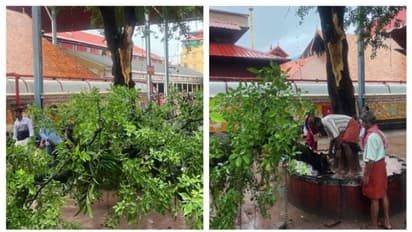 കൂവളത്തിന്റെ ചില്ല ഒടിഞ്ഞുവീണു; ഗുരുവായൂരിൽ ദർശനത്തിനെത്തിയ യുവതിക്ക് പരിക്ക്