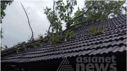 സ്കൂളിന് മുകളിൽ മരം വീണു; മേൽക്കൂര പൂര്ണമായി തകര്ന്നു, വൻ ദുരന്തം ഒഴിവായത് തലനാരിഴയ്ക്ക്