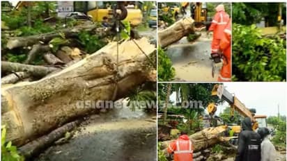 കനത്ത മഴയും കാറ്റും, വൻമരം കടുപുഴകി വീണത് സ്കൂട്ടർ യാത്രക്കാരായ ദമ്പതികളുടെ ദേഹത്തേക്ക്, പരിക്ക്