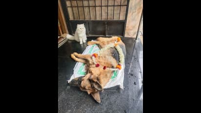 ಮನುಷ್ಯತ್ವ ಮರೆಯಾಗಿರೋ ಹೊತ್ತಲ್ಲಿ ಮಾನವೀಯತೆಗೆ ಸಾಕ್ಷಿಯಾದ ಬೆಕ್ಕು 