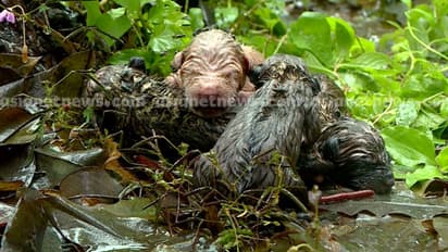 മിണ്ടാപ്രാണികളോട് കൊടുംക്രൂരത: പിറന്നുവീണയുടൻ നായക്കുട്ടികളെ പെരുമഴയത്ത് ചാക്കിൽകെട്ടി റോഡിൽ ഉപേക്ഷിച്ചു