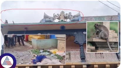 ತರಕಾರಿ ಮಾರುವ ಮಹಿಳೆಯನ್ನು ಕೊಂದ ಮಂಗ; ಕಪಿಚೇಷ್ಟೆಗೆ ಬಲಿಯಾಯ್ತು ಜೀವ