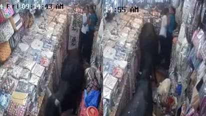 കാളകൾ തമ്മിൽ പോര്, ചാടിക്കയറിയത് കടയിൽ, ആദ്യം ചിരിച്ചും പിന്നെ ഭയന്നും രണ്ട് പെൺകുട്ടികൾ, വീഡിയോ