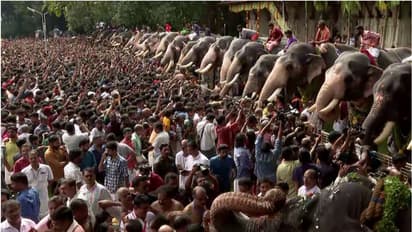 ചരിത്രം കുറിക്കാൻ തൃശൂർ വടക്കുംനാഥ ക്ഷേത്രം: ഒന്നും രണ്ടുമല്ല, 15 പിടിയാനകളടക്കം 70 ആനകൾക്ക് നാളെ ആനയൂട്ട്