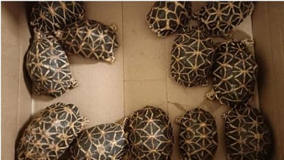 വിദേശത്തേക്ക് പോകാനെത്തിയ യാത്രക്കാരന്റെ കാർട്ടൺ ബോക്സ് തുറന്ന് പരിശോധിച്ചപ്പോൾ 138 നക്ഷത്ര ആമകൾ