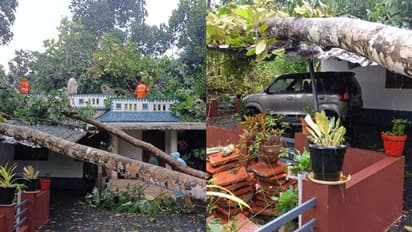 ഒരു മിനിറ്റിലെ കൊടുങ്കാറ്റ്; വീടുകൾക്ക് മുകളിലേക്ക് മരം വീണു, ഇലക്ട്രിക് പോസ്റ്റുകളും കടപുഴകി, വ്യാപക നാശം