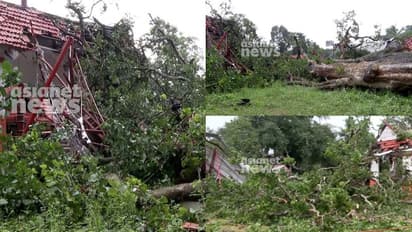 കോട്ടയത്ത് ക്ഷേത്രത്തിലെ നടപ്പന്തലിലേക്ക് മരം വീണു; കടപുഴകി വീണത് 500 വർഷം പഴക്കമുള്ള കാഞ്ഞിരം