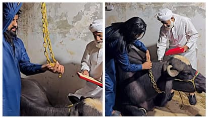 പശുവാണെന്ന് കരുതി പത്ത് കിലോയുടെ സ്വർണ ചെയിൻ സമ്മാനിച്ചത് എരുമയ്ക്ക്; വീഡിയോ വൈറല്