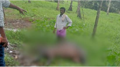 മരം വീണ് ചെന്നിത്തലയിൽ വൈദ്യുതി ലൈൻ പൊട്ടിവീണു, ഷോക്കേറ്റ് പോത്ത് ചത്തു