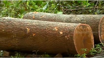 എത്ര ദുരന്തമുണ്ടായാലും പഠിക്കില്ല, പലതവണ ഉരുൾപൊട്ടലുണ്ടായ കുറുമ്പാലക്കോട്ടയിലെ മലകളില് വ്യാപക മരം മുറി