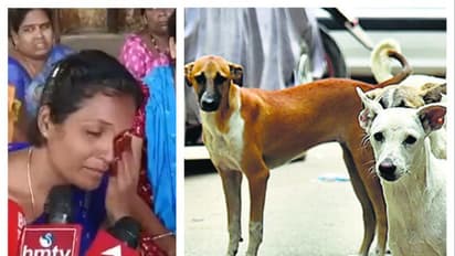 Street dog: கடித்து குதறிய தெருநாய்கள்; துடிதுடித்து உயிரிழந்த ஒன்றரை வயது குழந்தை