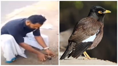 Kerala: Heartwarming video of man saving Myna by performing CPR goes viral (WATCH)