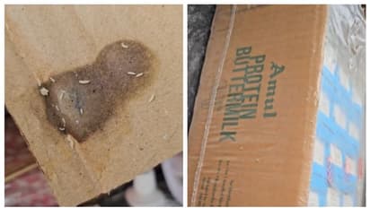 അമൂലിന്‍റെ മോര് പാക്കറ്റിനൊപ്പം നുരയ്ക്കുന്ന പുഴുക്കളും; വീഡിയോ പങ്കുവച്ച് യുവാവ് 