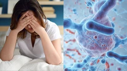 வேகமாக பரவும் ஸ்க்ரப் டைபஸ் பாக்டீரியா.! அறிகுறி என்ன.? சிகிச்சை என்ன.?  தமிழக பொது சுகாதாரத்துறை எச்சரிக்கை